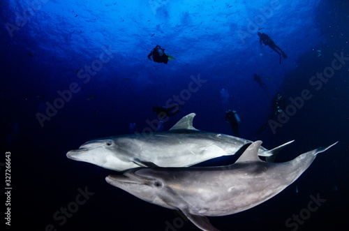 Dolphins in el boiler, revillagigedo archipelago, Mexico.