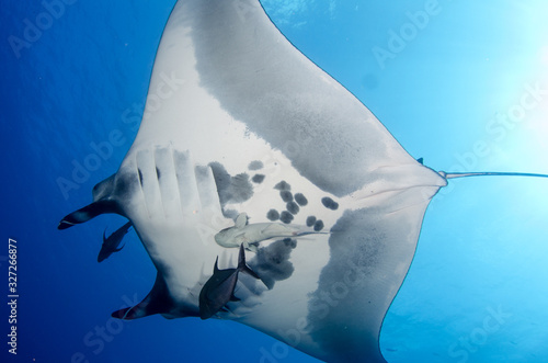 Fotografía Manta rays at Revillagigedo islands, Mexico
