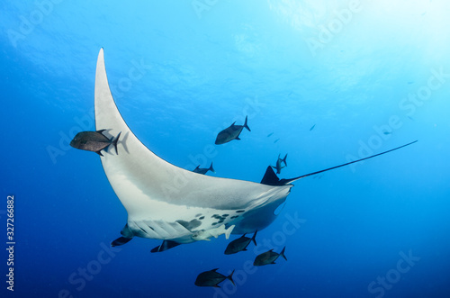 Fotografía Manta rays at Revillagigedo islands, Mexico