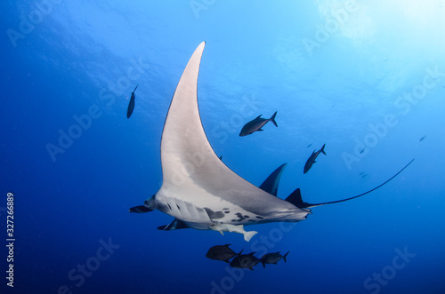 Manta rays at Revillagigedo islands  Mexico 