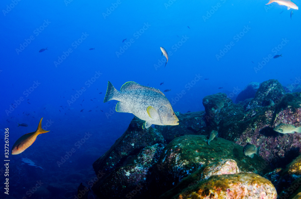 Fototapeta premium Reef fish from Revillagigedo archipelago. Mexico.