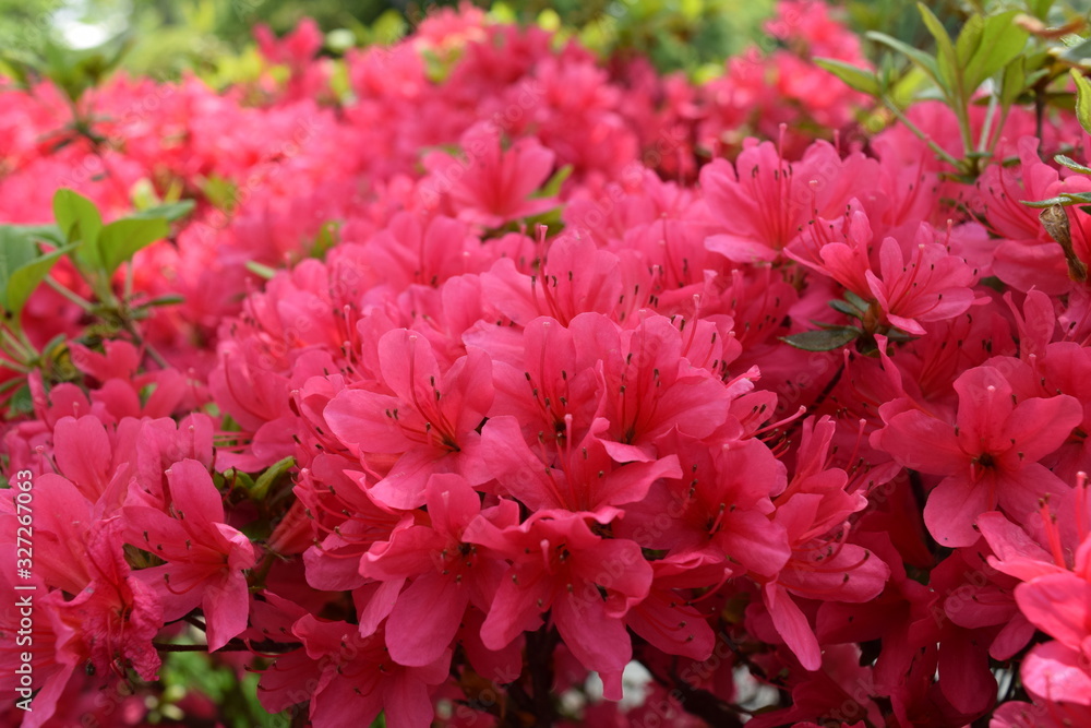 ツツジの花 ツツジの花