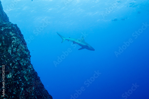 Fototapeta Naklejka Na Ścianę i Meble -  Galapagos and silvertip sharks, Revillagigedo islands, Mexico.