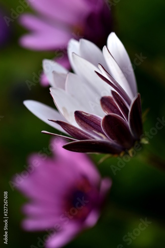 African or blue eyed daisy flower closeup. Selective focus  vertical.