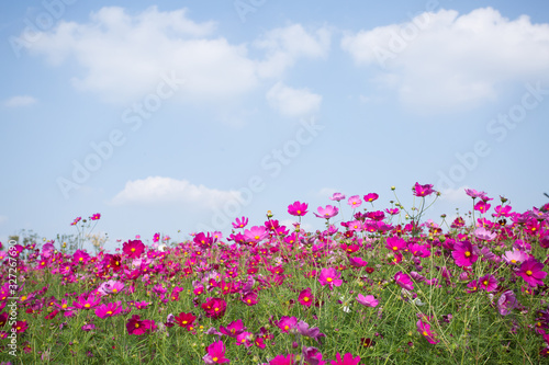 Gesanghua blooming under blue sky and white clouds