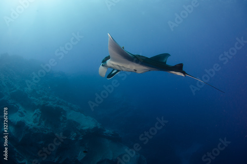 Manta ray at revillagigedo archipelago  Mexico.