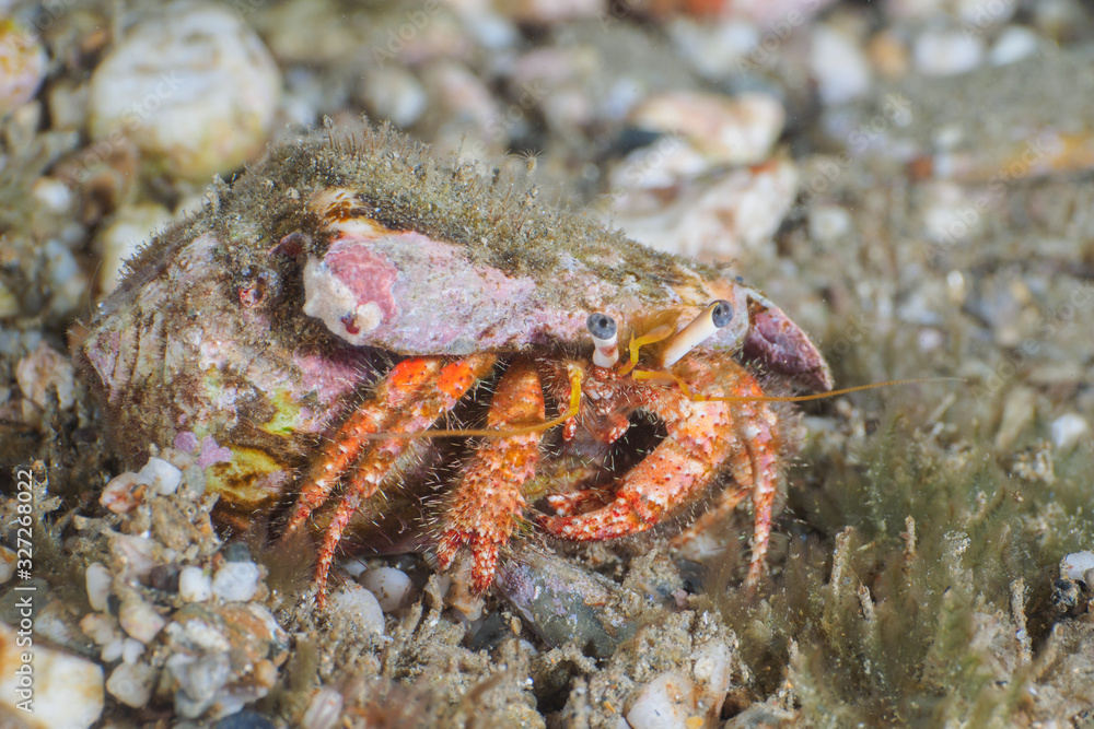 A hermit crab on a scree slope of underwater.