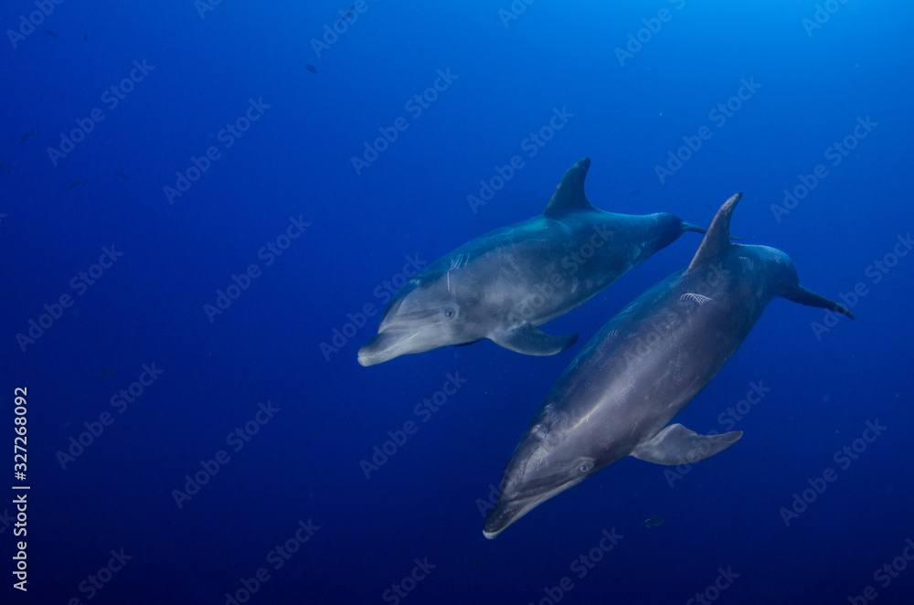 Fototapeta premium Dolphins in el boiler, ravillagigedo archipelago, Mexico.