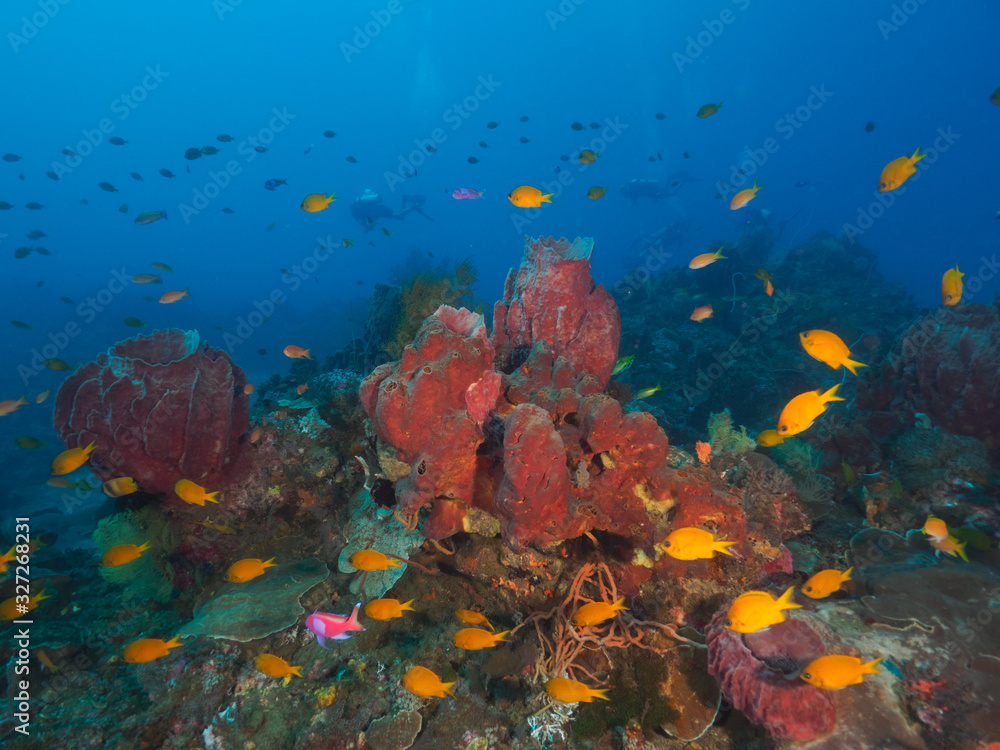 Naklejka premium Reef fish and various corals