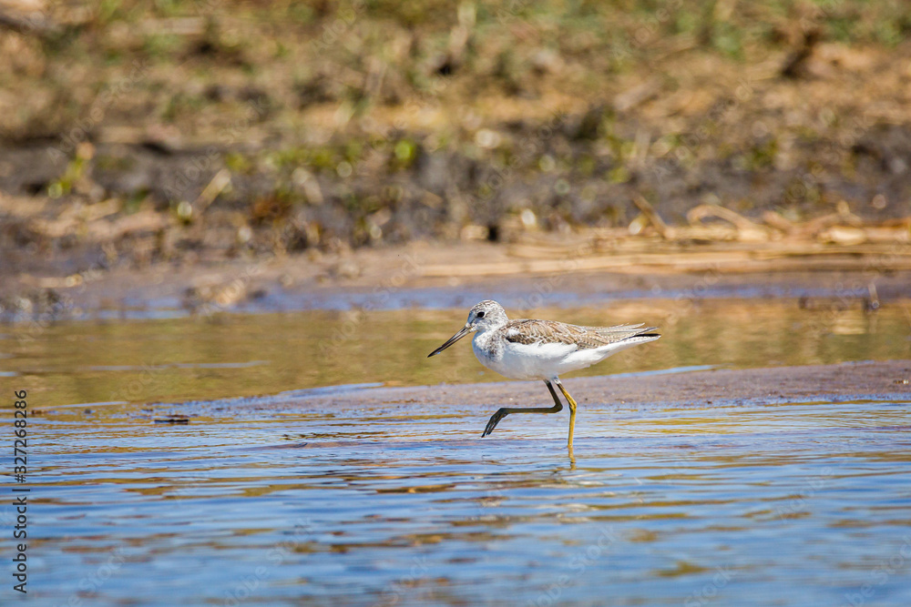 marsh sand piper marsh sand piper