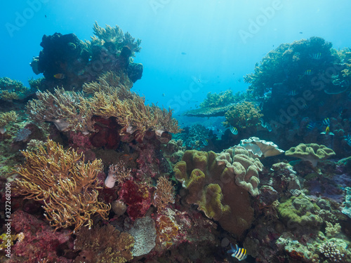 Various corals in Timor Leste (East Timor)