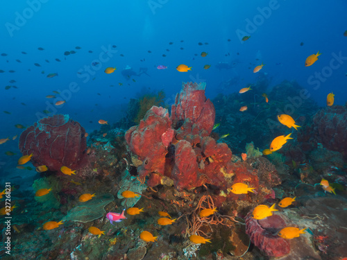 Reef fish and various corals