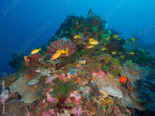 Fototapeta Naklejka Na Ścianę i Meble -  Reef fish and various corals