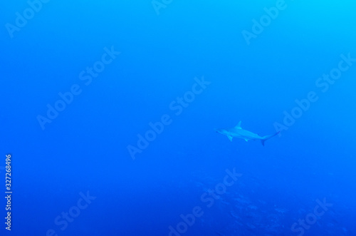Galapagos and silvertip sharks  Revillagigedo islands  Mexico.