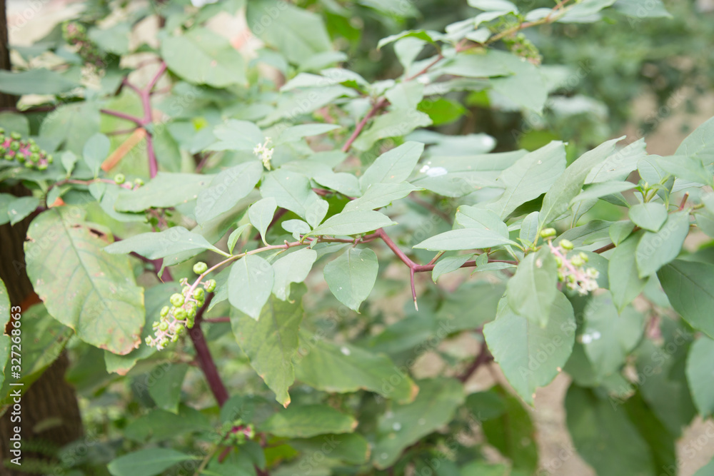 Obraz premium 中药材商陆