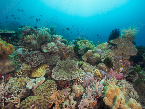 Fototapeta Naklejka Na Ścianę i Meble -  Various corals in Timor Leste (East Timor)