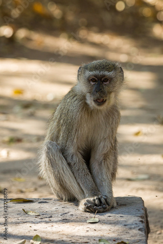 Vervet Monkey © Sascha