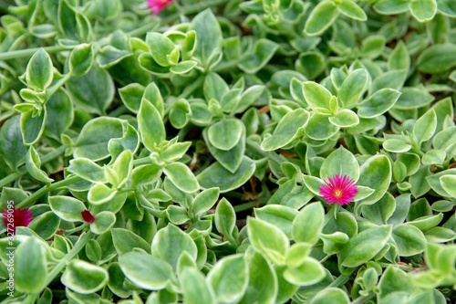 Top view of beautiful Aptenia cordifolia heartleaf ice plant baby sun rose flower blooms. photo