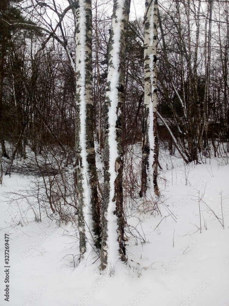 forest in winter forest in winter