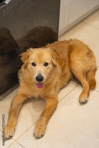 Golden retriever dog smiling and sitting next to the fridge