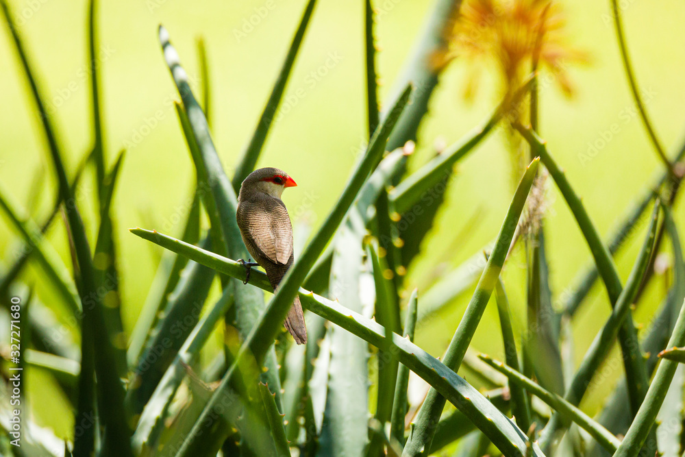 Foto Common Waxbill