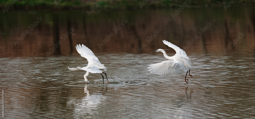 Composition of a sequence of flying bird take off with fish in beak in lake, Great white egret fly over water and catch fresh fish. Composition of a sequence of flying bird take off with fish in beak in lake, Great white egret fly over water and catch fresh fish.