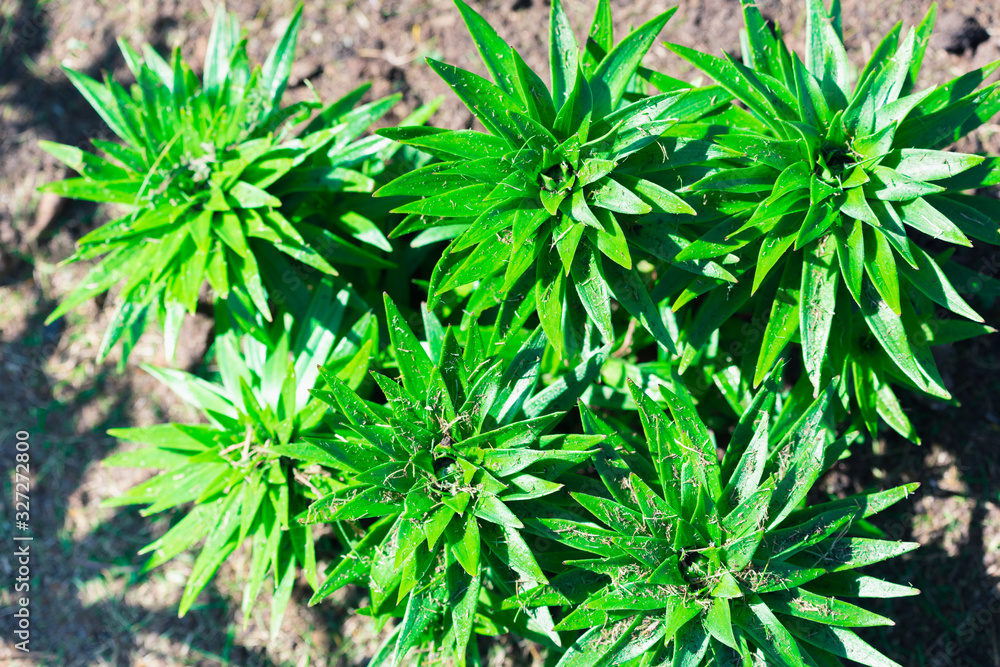 Grassy green plant with large leaves growing in the ground. Grassy green plant with large leaves growing in the ground.