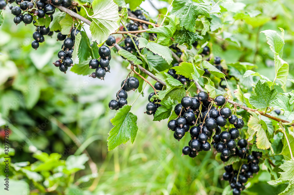 Blackcurrant Berries on a Branch