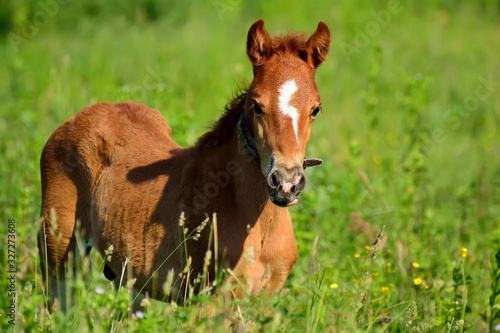 A young horse is standing in the grass