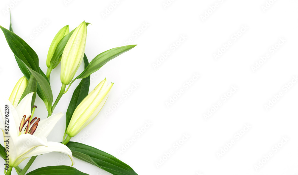 Beautiful blooming lily flower on white background. Spring and beauty concept. Greeting, invitation card. Flat lay, top view style with copy space for your text.