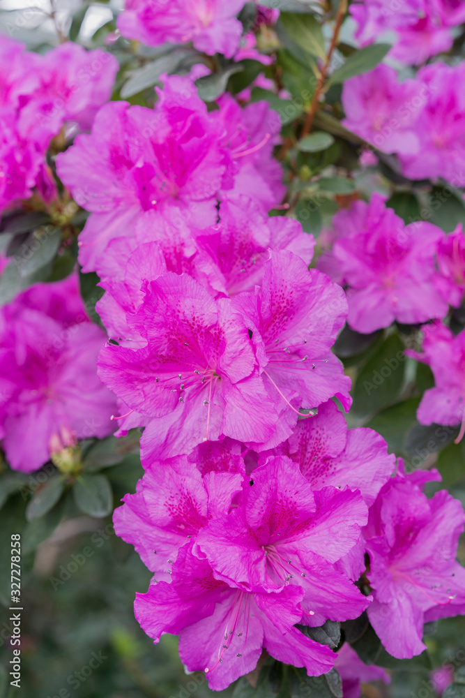 royal azalea blossom, violet, radiant color. Flowering purple azaleas in the winter garden. Horizontal closeup image of Rhododendron. Season of flowering azaleas. vertical photo royal azalea blossom, violet, radiant color. Flowering purple azaleas in the winter garden. Horizontal closeup image of Rhododendron. Season of flowering azaleas. vertical photo