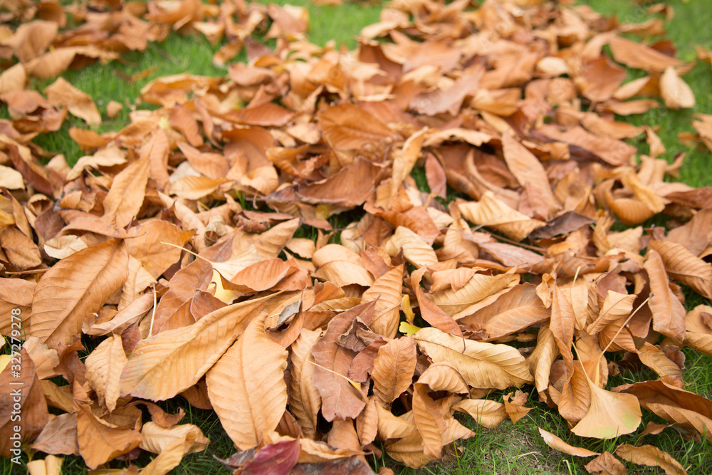 Yellow leaves in autumn  