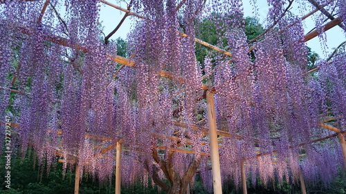 Hanging bunches of purple Wisteria tree. Spring time in Japan photo