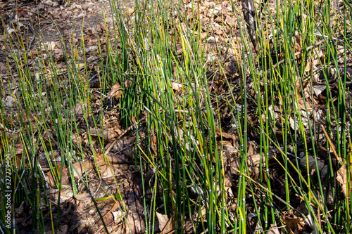 Equisetum hyemale, commonly known as rough horsetail, scouring rush. photo