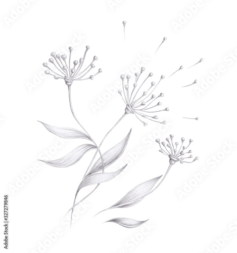 Black and white floral elenment. Isolated Hand drawn black and white pencil drawing of an abstract flowers with leaves on white background. Vintage design element.