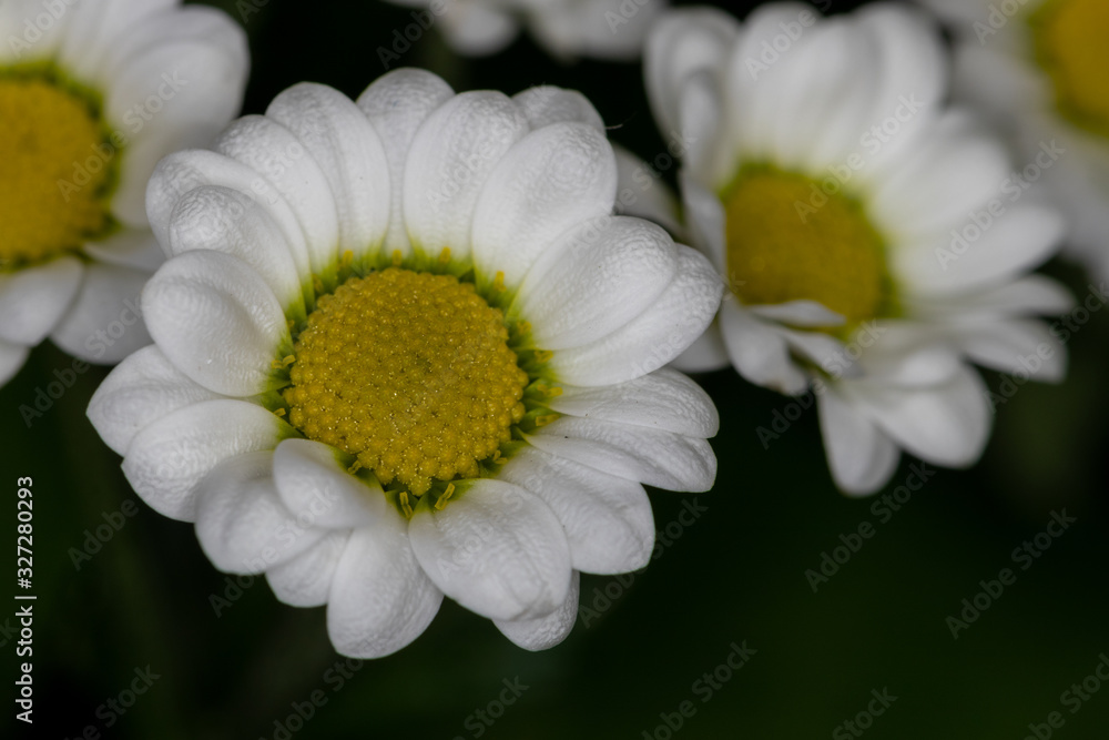 Small bright white and yellow flower on dark background Small bright white and yellow flower on dark background