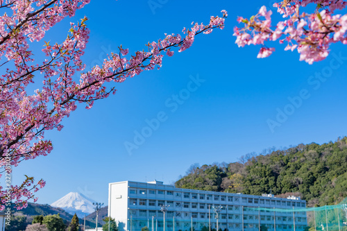 河津桜と校舎 © あんみつ姫