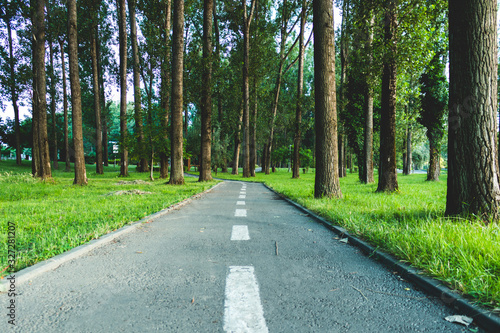 Road passing through tall trees forest