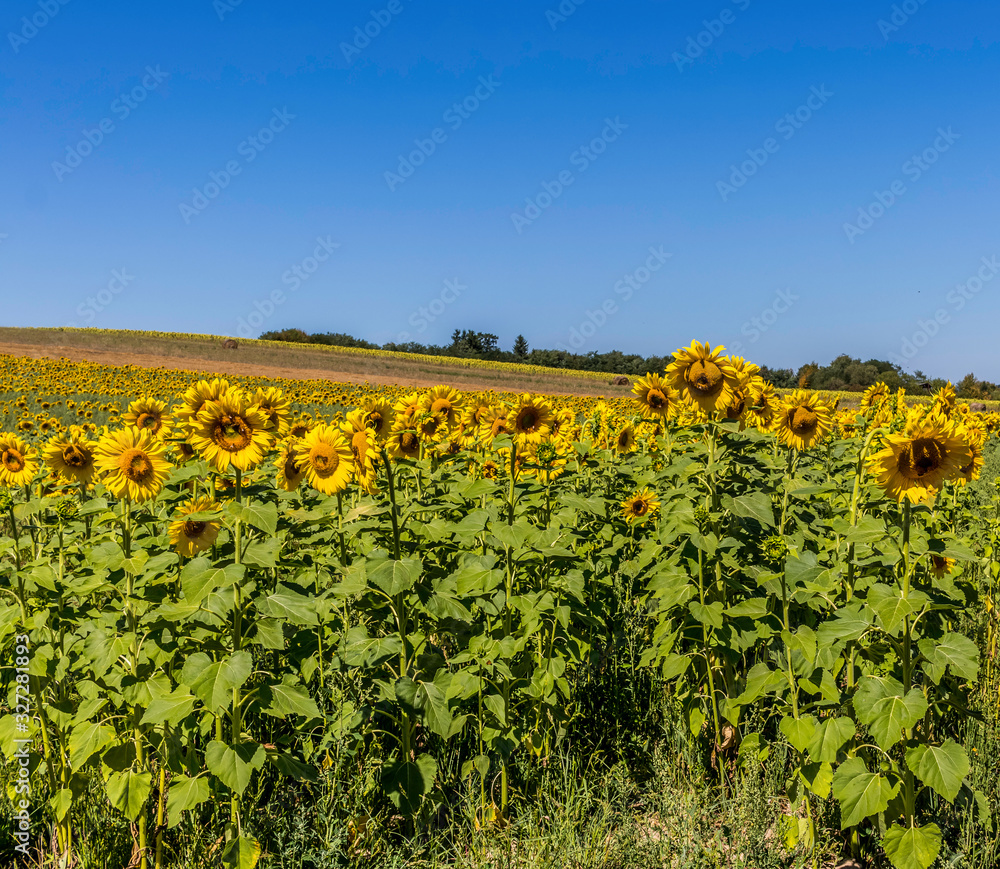 Large field of blossomed sunflower