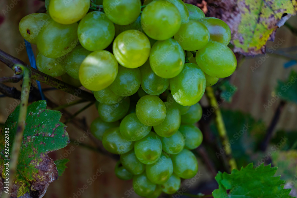 Closeup of nice white grapes Closeup of nice white grapes