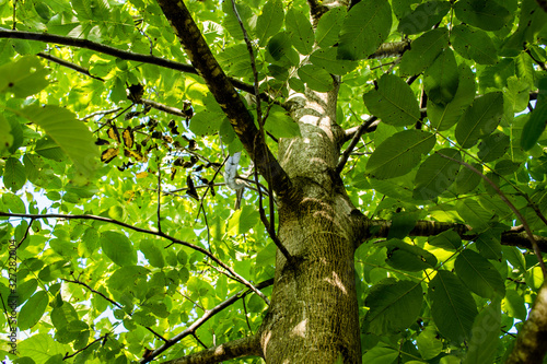 Upward view of a walnut tree