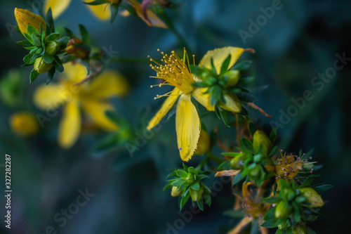Closeup of beautiful small yellow flowers  © raulcoca