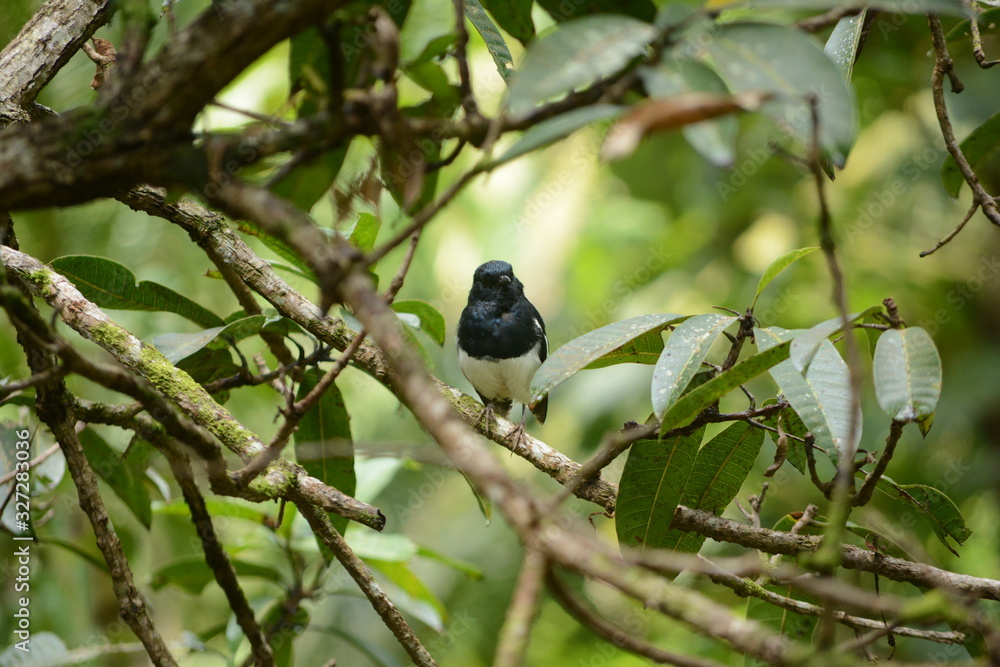 Oriental magpie-robin Oriental magpie-robin