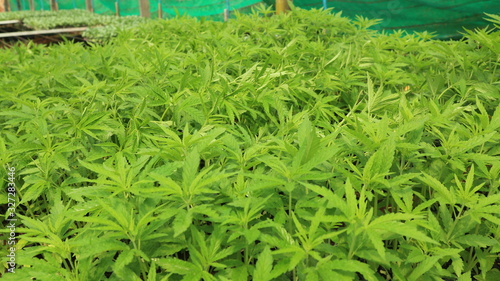 Cannabis seedlings in the nursery