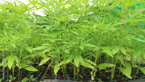 Cannabis seedlings in the nursery