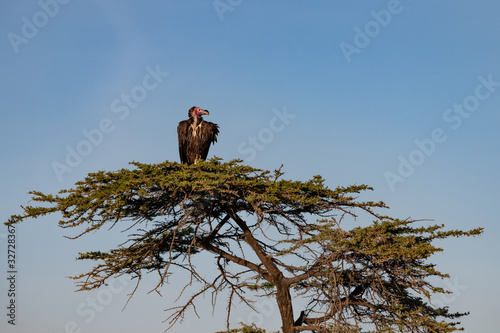 Lappet vulture sitting in the tree against a blue sky