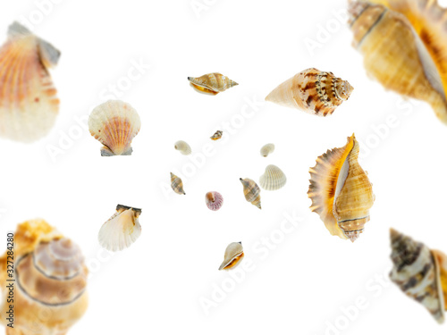 Summer background beach. Starfish, seashell isolated on white. Tropical falling concept