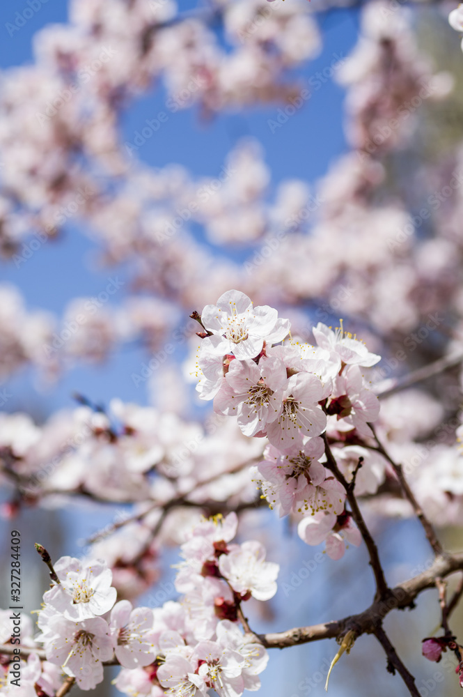Apricot flowers in spring, floral background spring season Apricot flowers in spring, floral background spring season