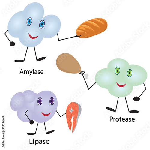 How enzymes work. Fermentation and disgestion food vector illustration