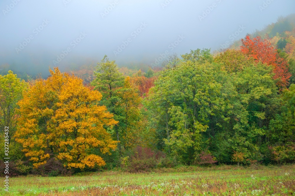 Obraz premium forest